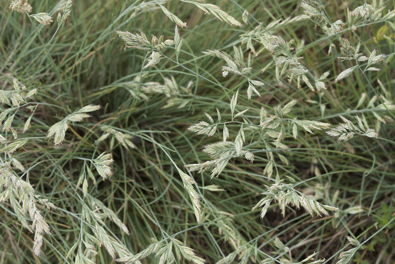 Изображение особи Festuca cinerea.