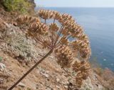 genus Astrodaucus. Верхушка побега с соплодием. Краснодарский край, м/о Анапа, окр. пос. Бол. Утриш, гора Солдатская, обрывисто-осыпной щебнистый приморский склон. 06.07.2014.