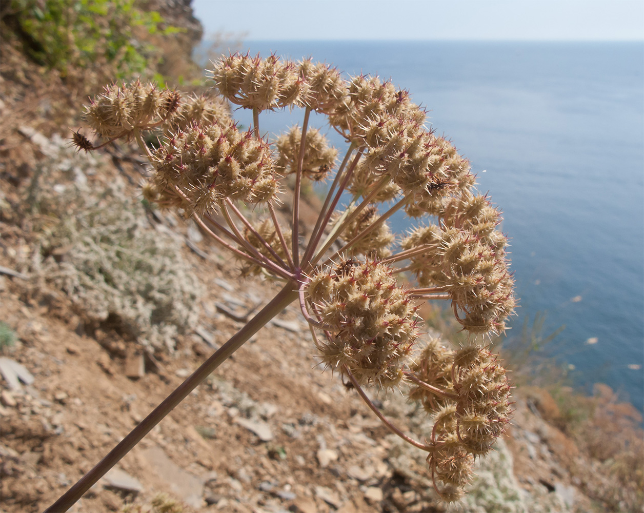 Изображение особи род Astrodaucus.