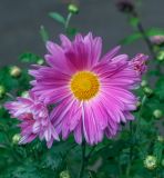 Chrysanthemum indicum