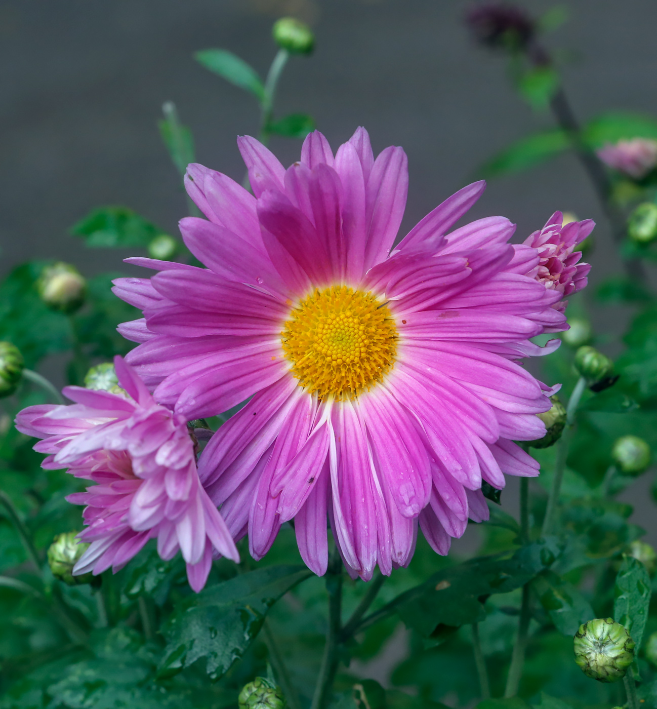 Image of Chrysanthemum indicum specimen.