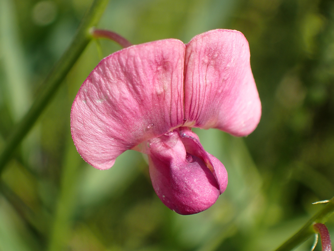 Image of Lathyrus sylvestris specimen.