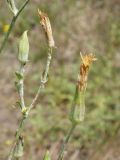 Tragopogon ucrainicus