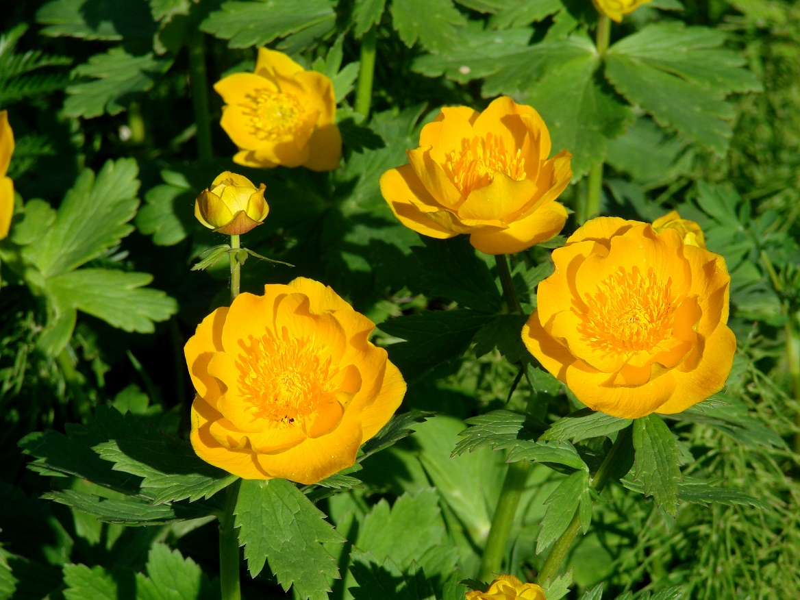 Image of Trollius sibiricus specimen.