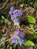 Ajuga multiflora