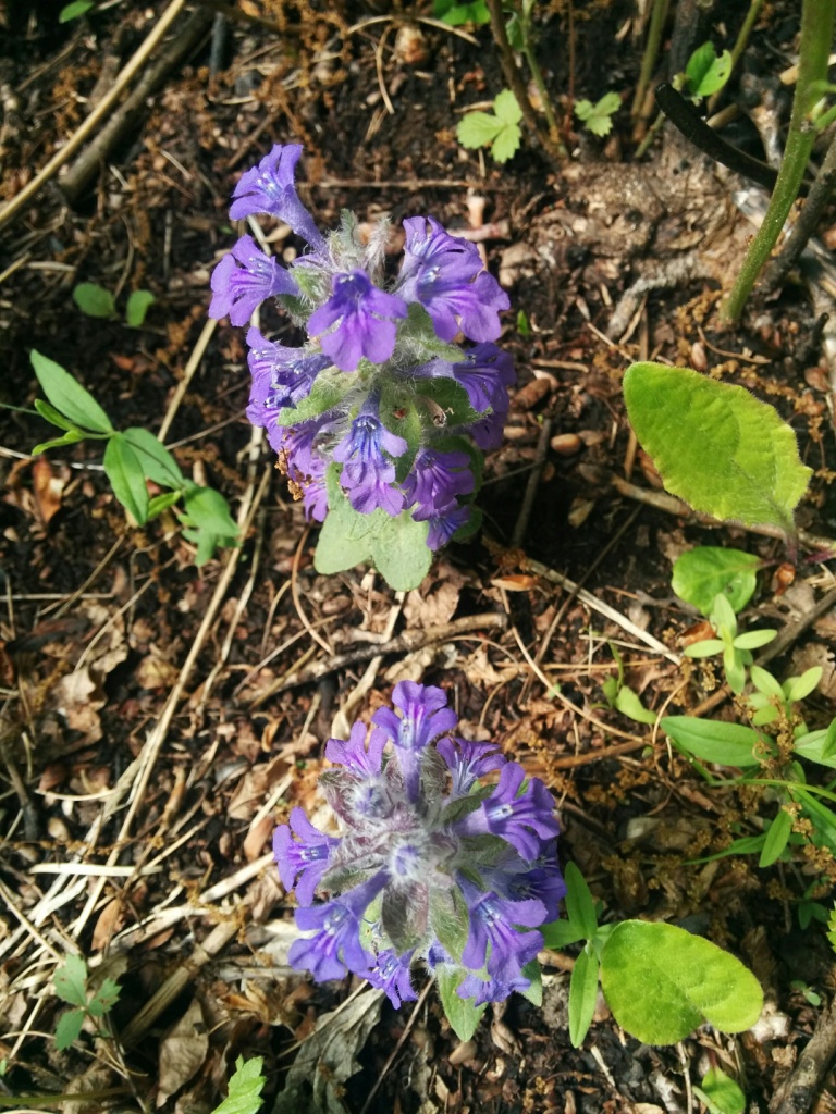 Image of Ajuga multiflora specimen.