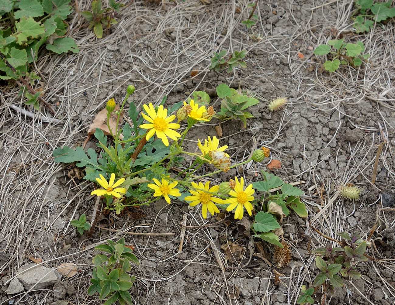 Image of Senecio jacobaea specimen.