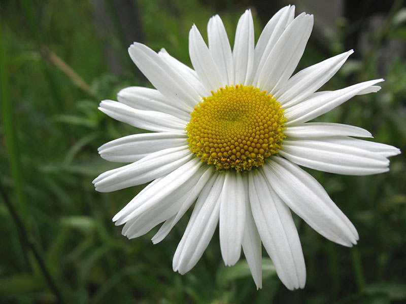 Image of Leucanthemum vulgare specimen.