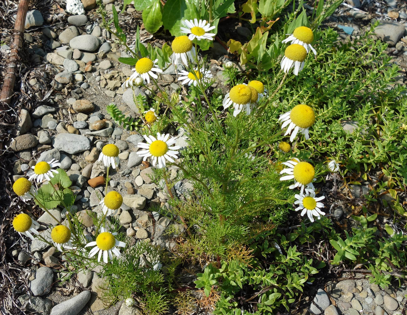 Изображение особи Tripleurospermum inodorum.