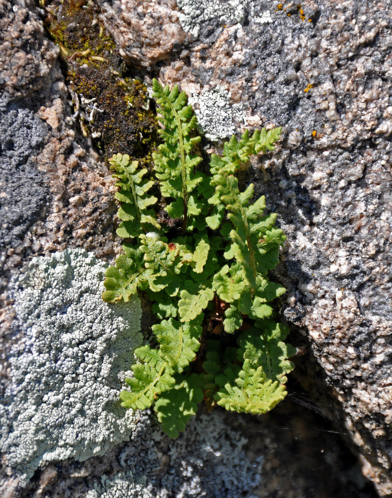 Image of Woodsia ilvensis specimen.