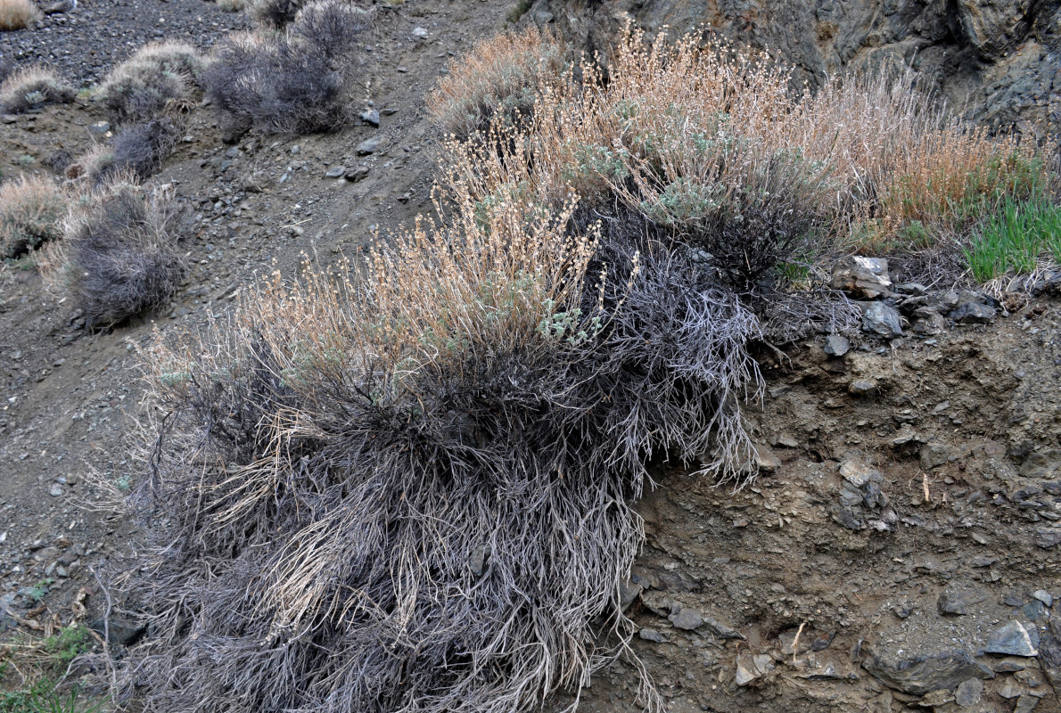 Image of Artemisia rutifolia specimen.