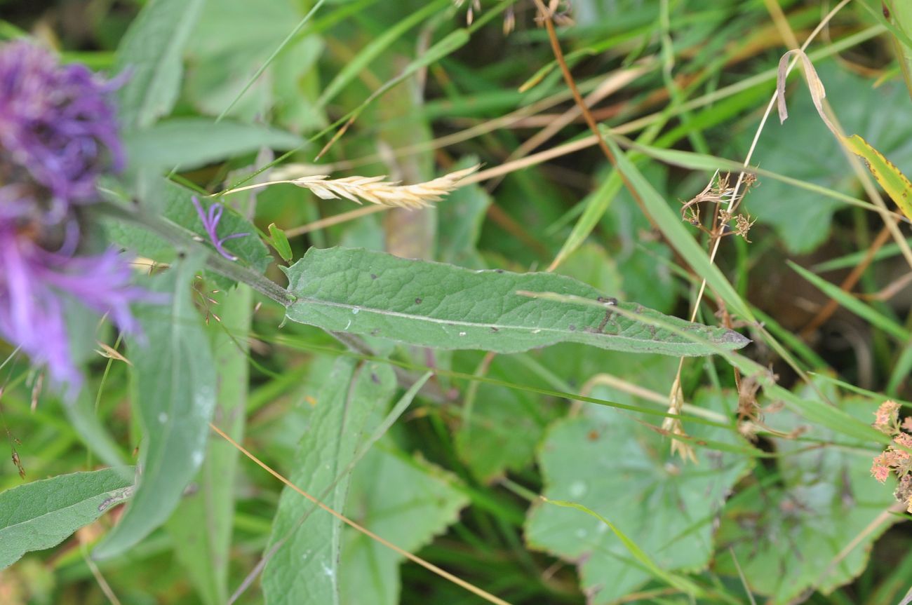 Изображение особи Centaurea salicifolia.