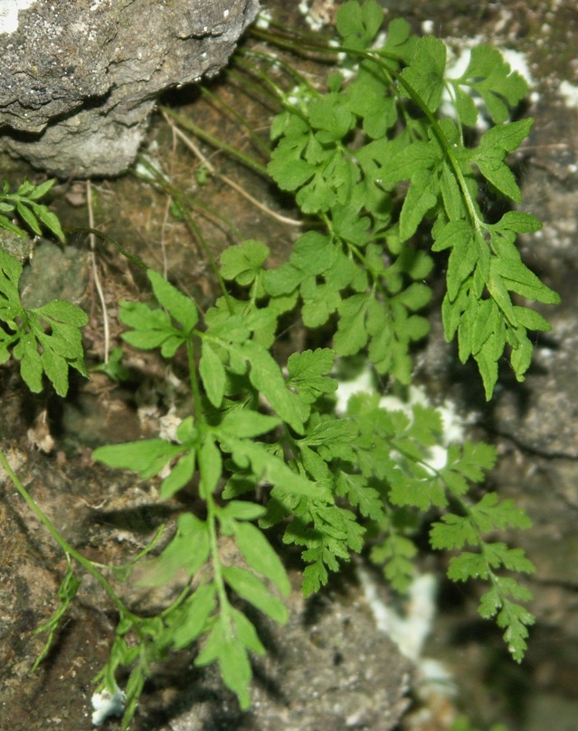 Image of Cryptogramma stelleri specimen.