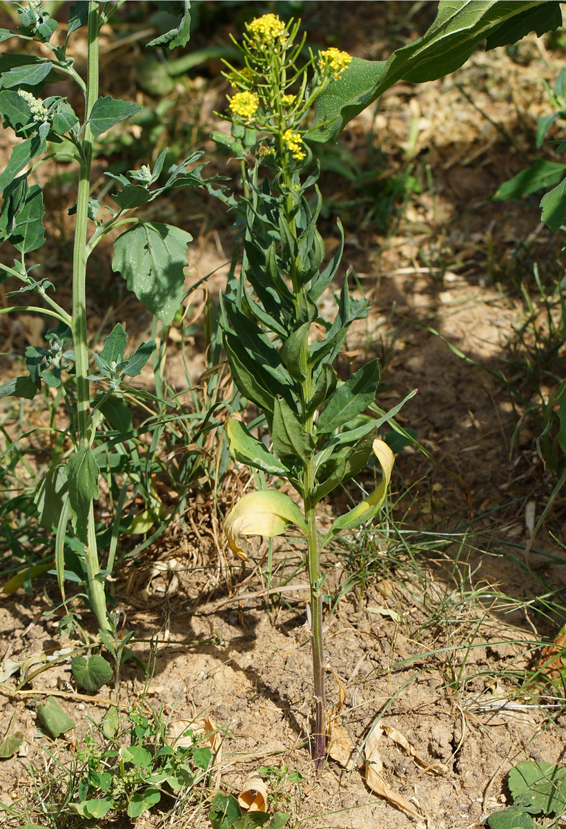 Image of Erysimum cheiranthoides specimen.