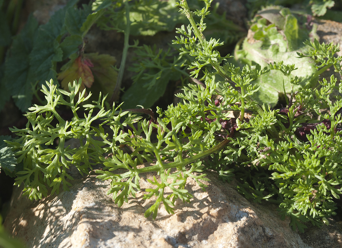 Image of Anthemis chia specimen.