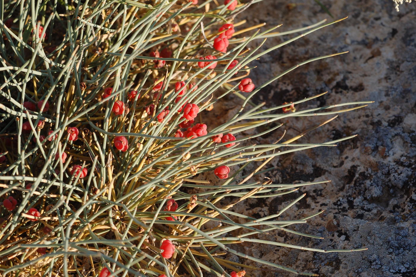 Изображение особи Ephedra distachya.