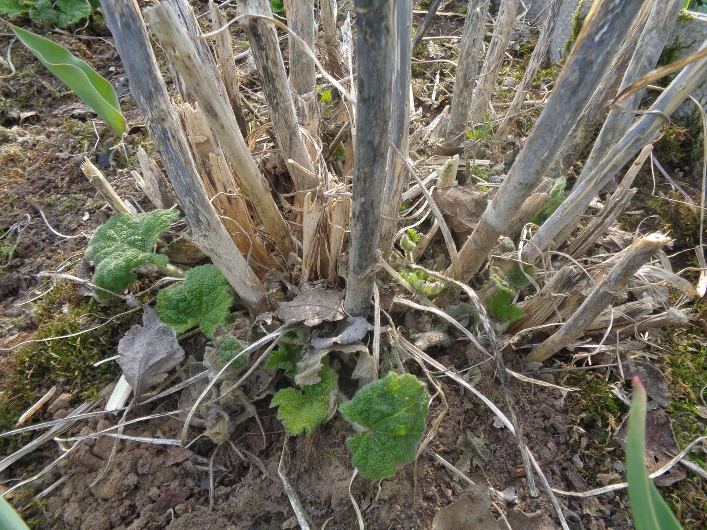 Image of Alcea rosea specimen.