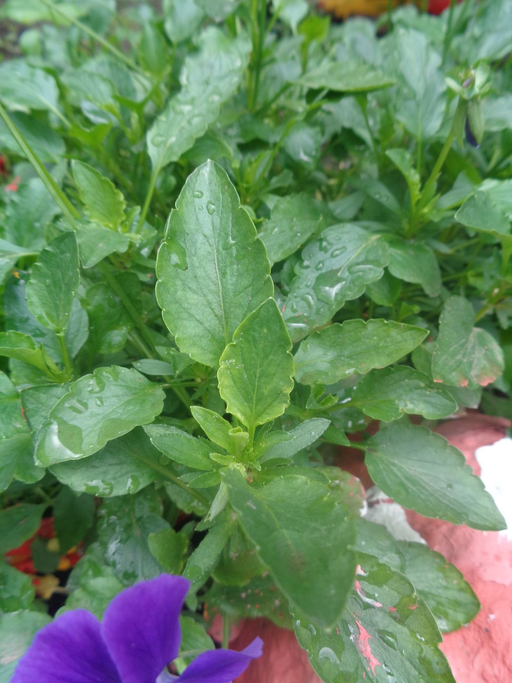 Изображение особи Viola cornuta.