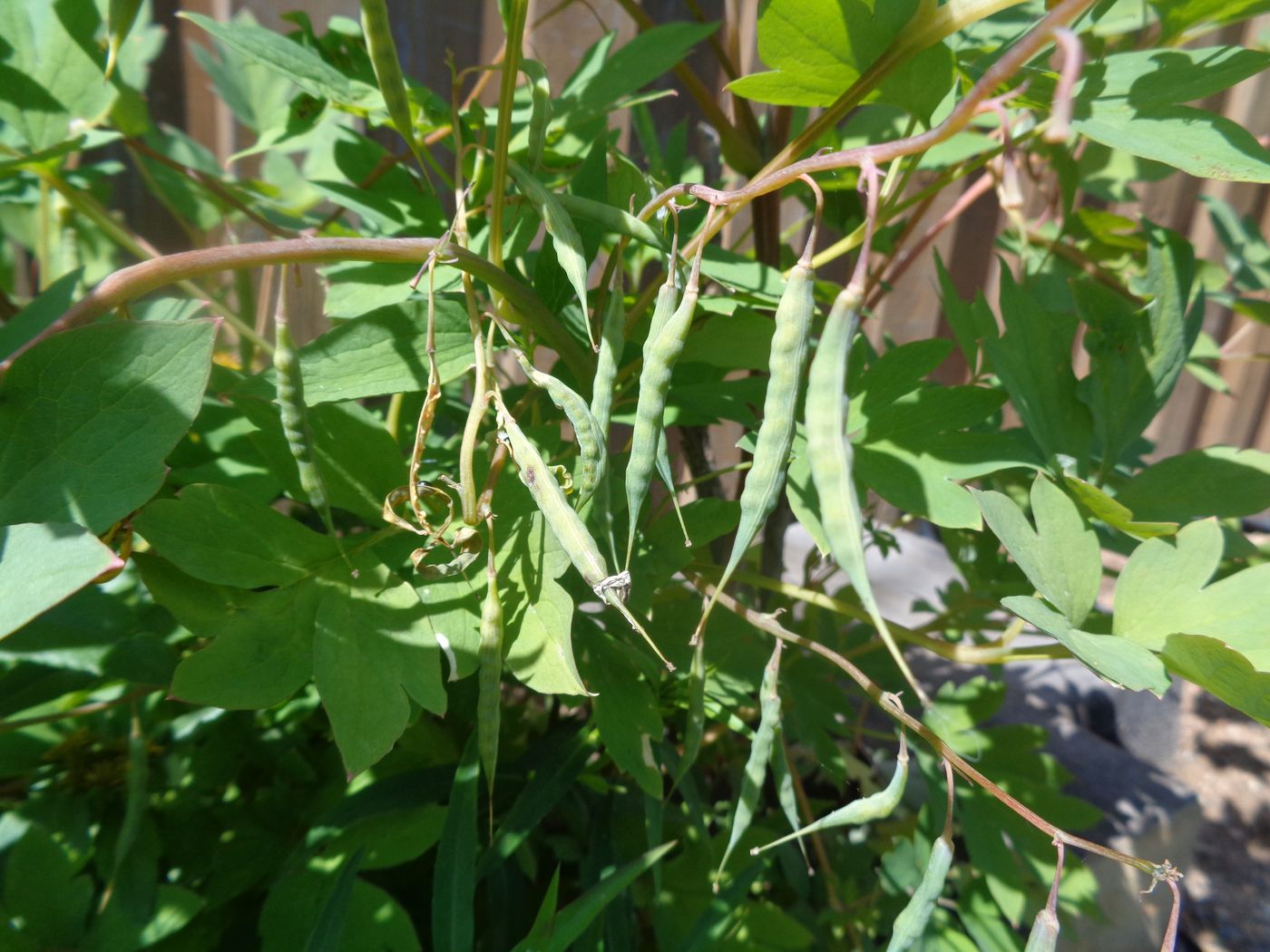 Image of Dicentra spectabilis specimen.