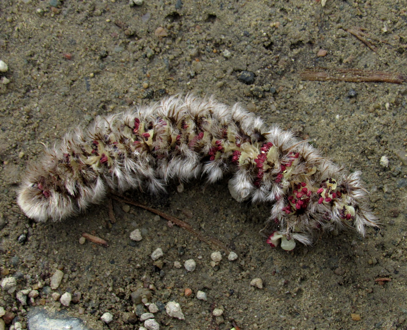 Image of Populus tremula specimen.