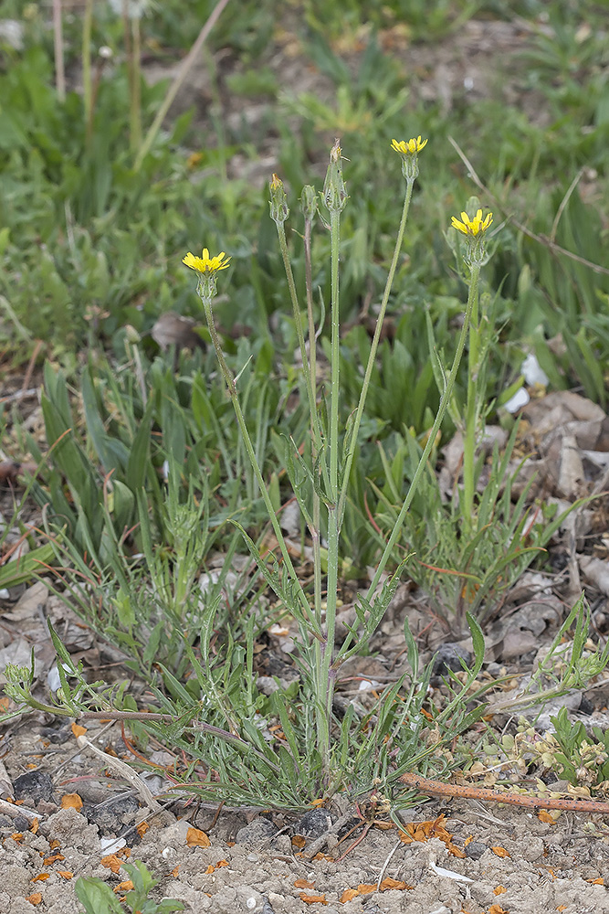 Image of Scorzonera laciniata specimen.