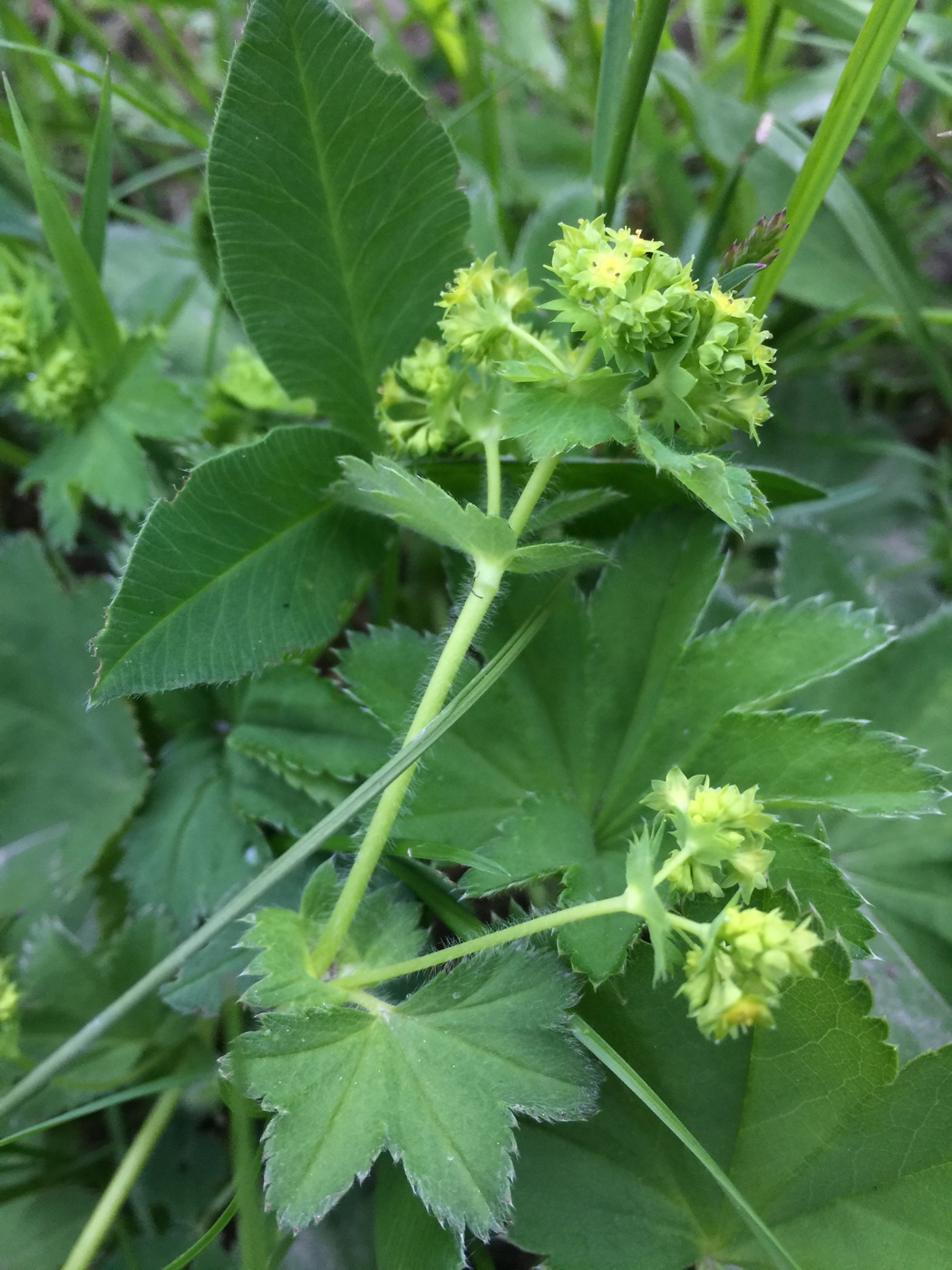 Изображение особи род Alchemilla.