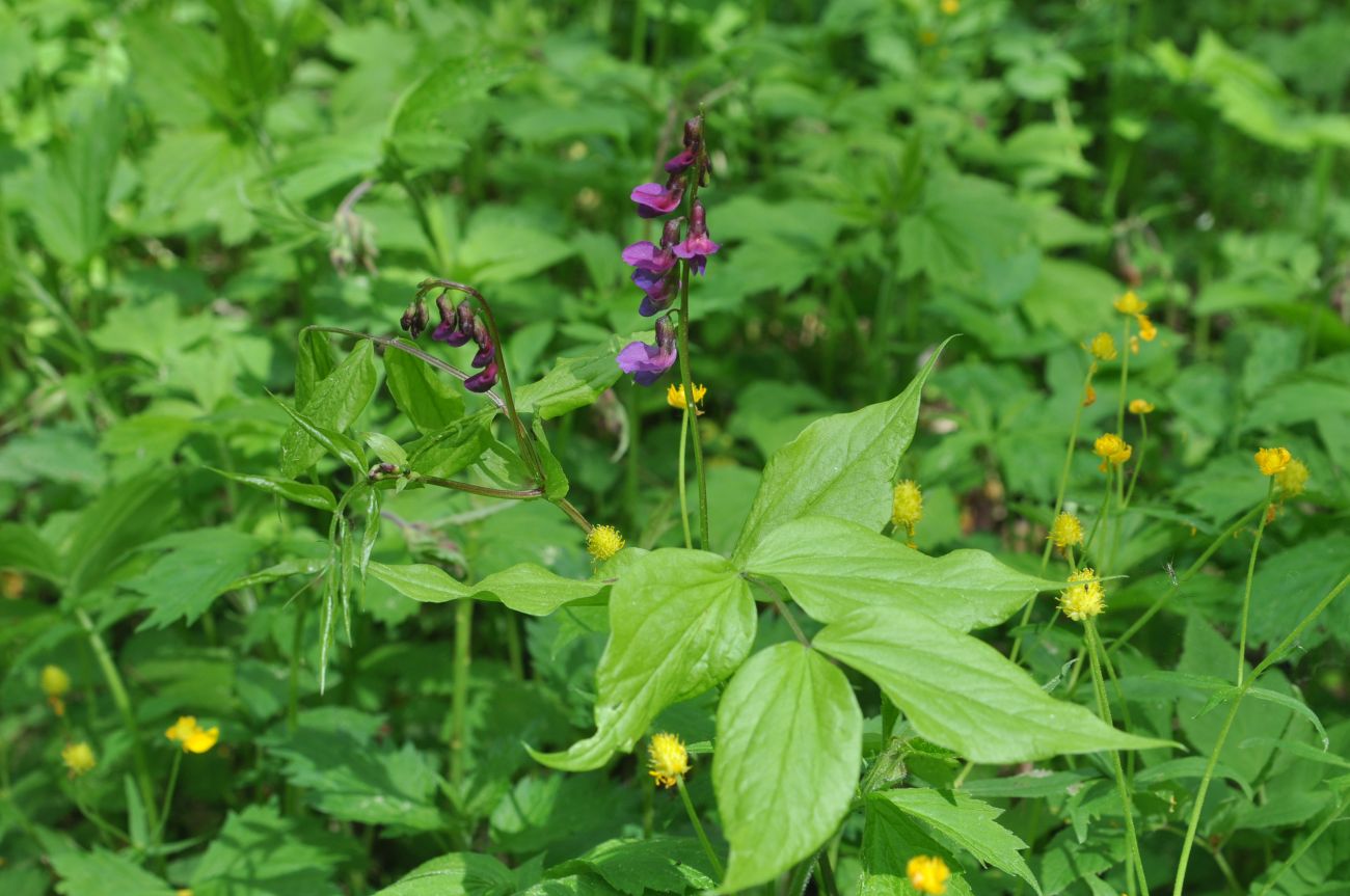 Изображение особи Lathyrus vernus.