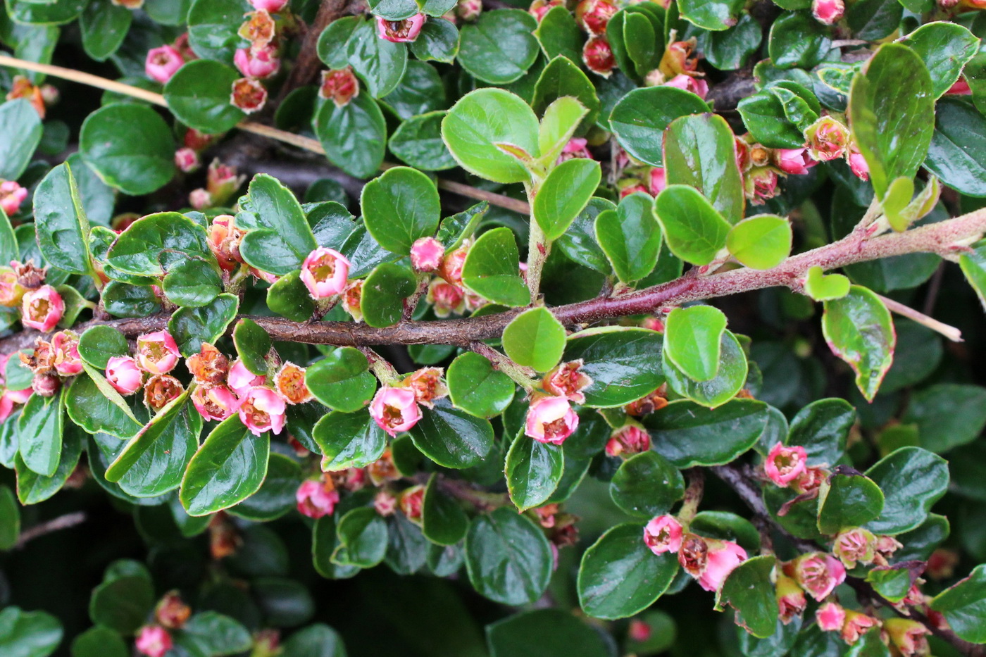 Image of Cotoneaster horizontalis specimen.