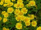 Inula japonica. Соцветия. Хабаровский край, окр. с. Галкино, в полосе между дорогой и лесом. 22.07.2019.