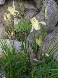 Aquilegia aurea