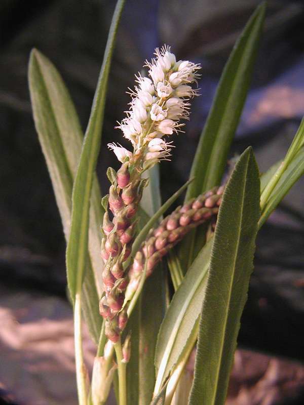 Image of Bistorta vivipara specimen.