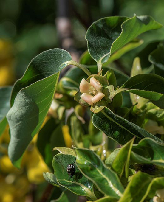 Image of Diospyros lotus specimen.