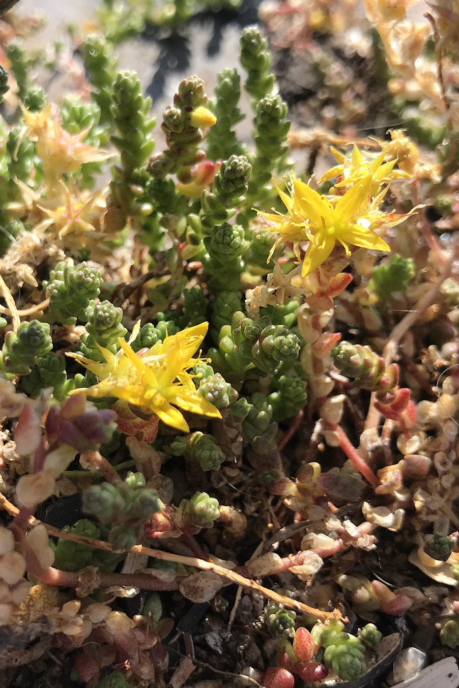 Image of Sedum acre specimen.