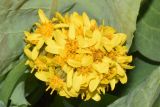 Ligularia alpigena