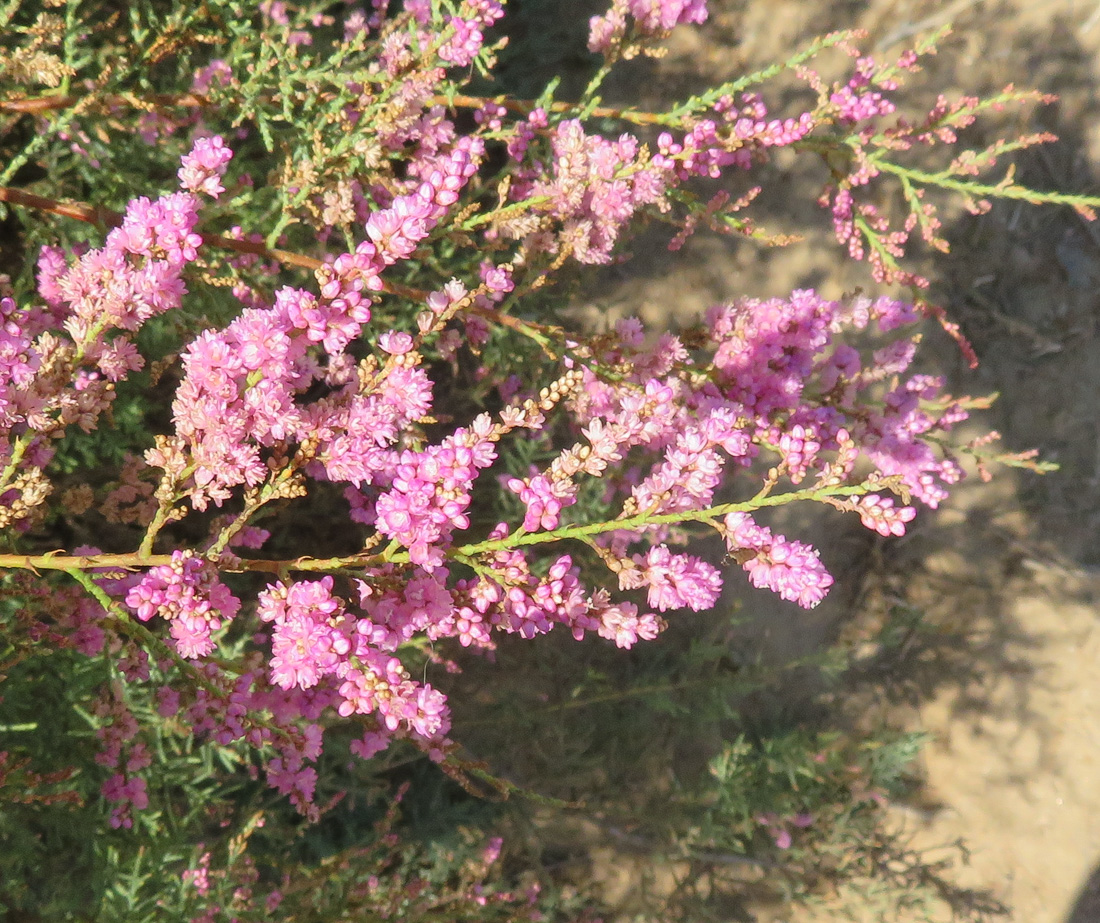 Image of Tamarix ramosissima specimen.