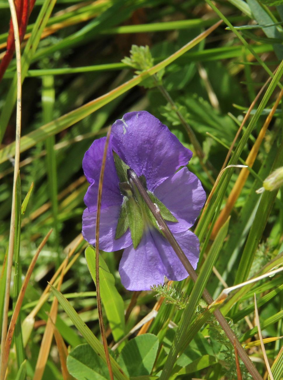 Image of Viola altaica specimen.