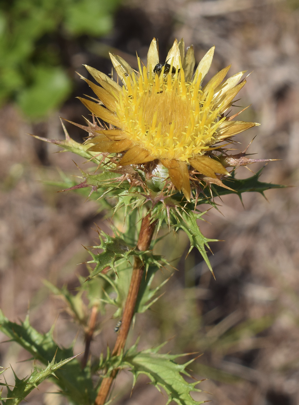 Image of Carlina hispanica specimen.