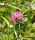 Trifolium pratense. Соцветие. Костромская обл., окр. Кологрива, правый берег р. Унжа, Костромская пойма, луг. 27 августа 2020 г.