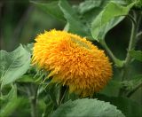 Helianthus annuus. Соцветие и листья на верхушке растения (культивар \"Медвежонок\"). Московская обл., Раменский р-н, окр. дер. Хрипань, садовый участок. 28.08.2020.