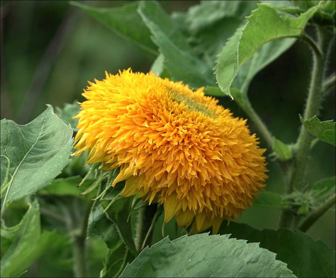 Image of Helianthus annuus specimen.