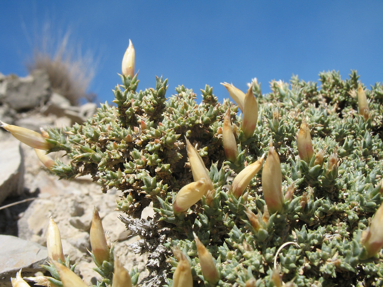 Image of Nanophyton erinaceum ssp. karataviense specimen.