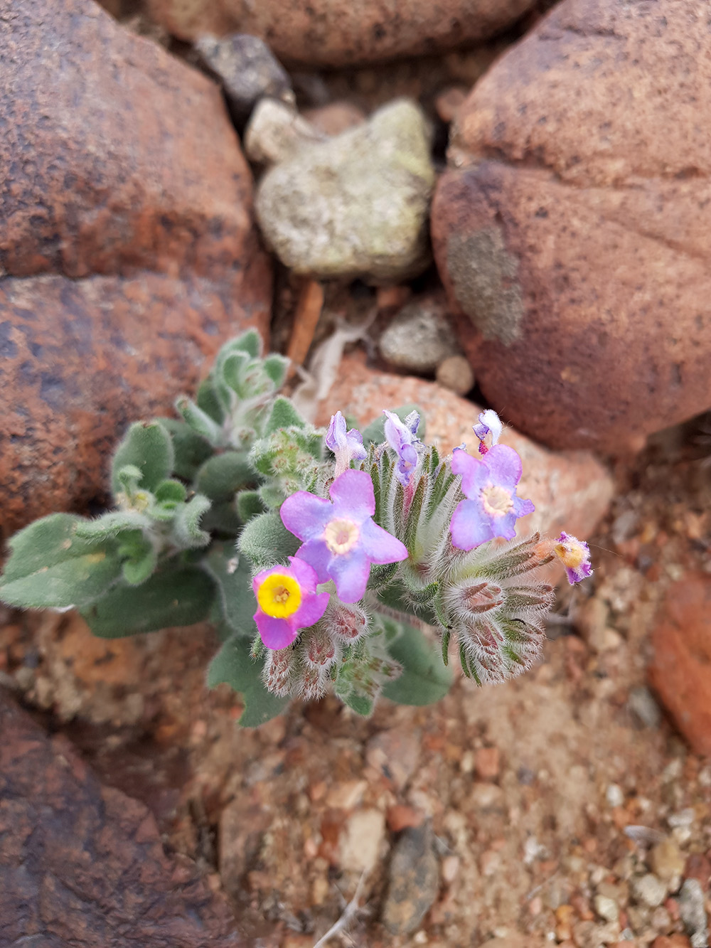 Изображение особи Arnebia obovata.