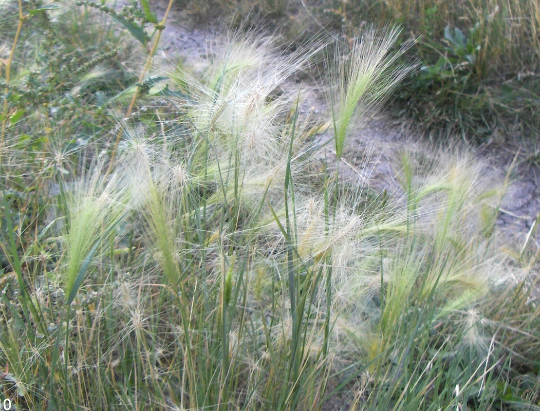 Image of Hordeum jubatum specimen.