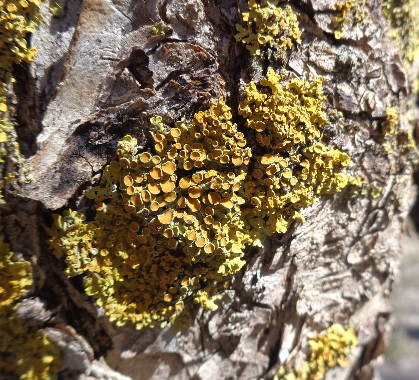 Изображение особи Xanthoria polycarpa.