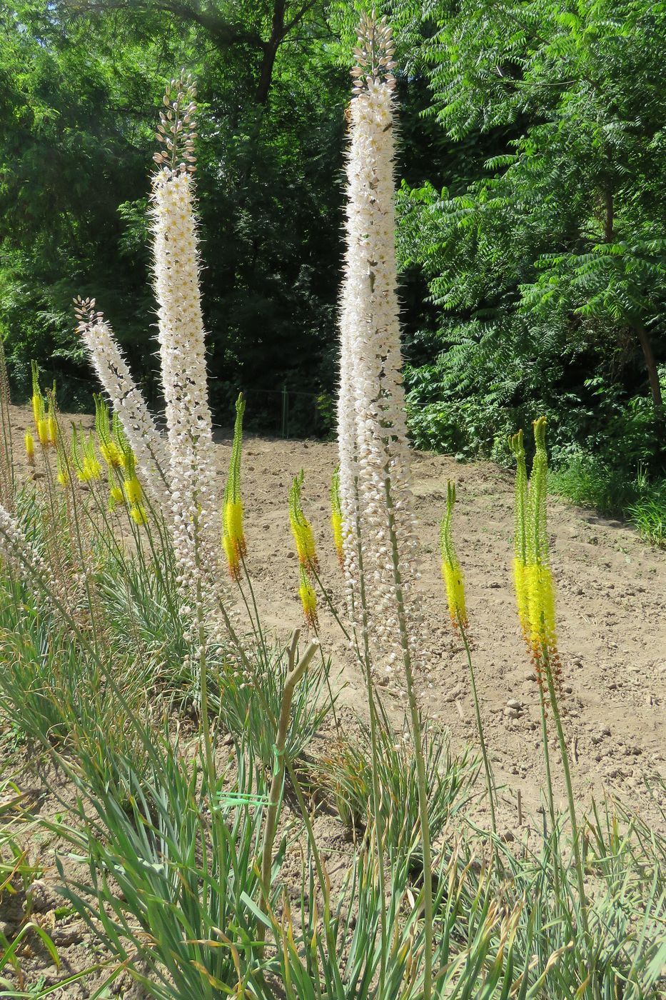 Изображение особи Eremurus tianschanicus.