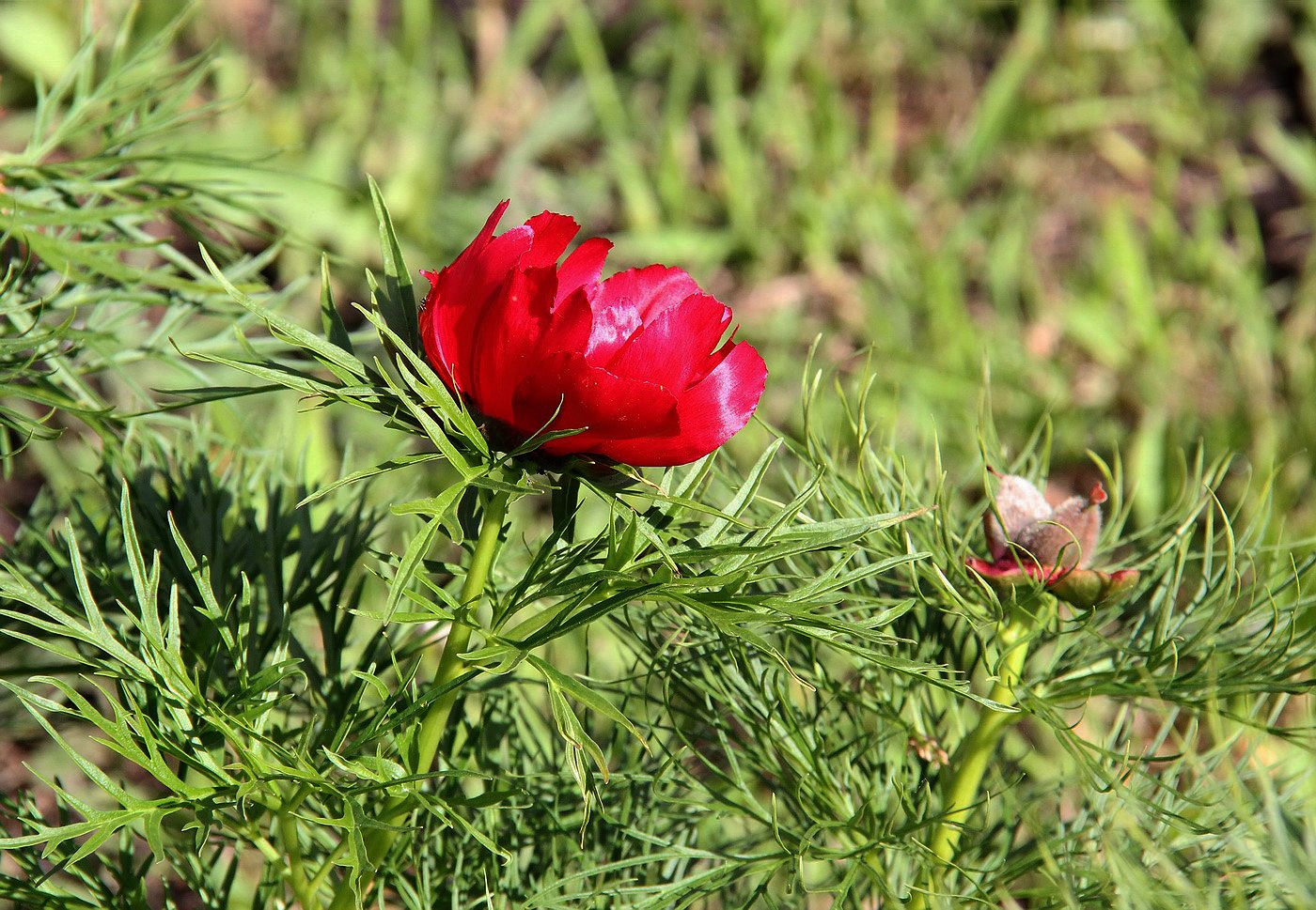 Image of Paeonia tenuifolia specimen.