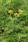 Inula britannica