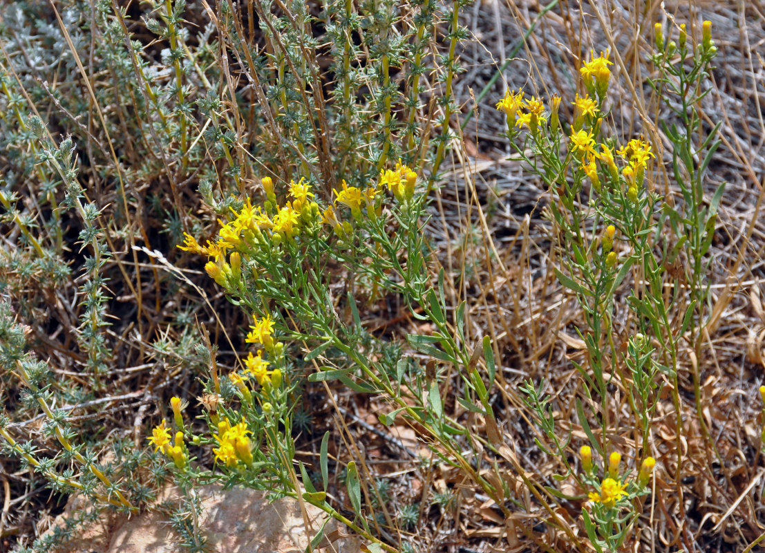 Image of genus Galatella specimen.