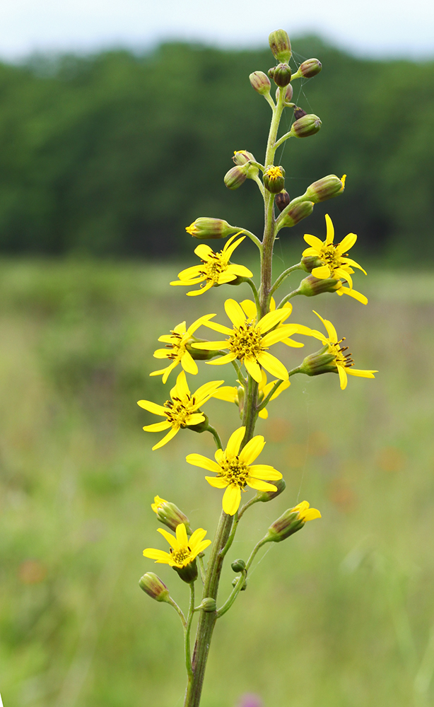 Изображение особи Ligularia jaluensis.