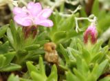 Silene acaulis. Верхушки побегов с цветком. Мурманская обл., Кировский р-н, гора Кукисвумчорр. 11.08.2010.